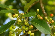 5 bài thuốc chữa bệnh cực hay từ lá vối