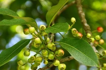 5 bài thuốc chữa bệnh cực hay từ lá vối