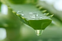 “Thần dược” chữa nhiều bệnh từ nhựa các loại cây