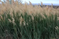 Chữa nhiều bệnh với bài thuốc từ cây sậy ít người biết