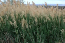 Chữa nhiều bệnh với bài thuốc từ cây sậy ít người biết