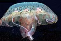 Các món ăn bài thuốc quý từ sứa biển không nên bỏ qua