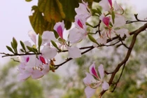 Bài thuốc chữa tiêu chảy, viêm gan hiệu nghiệm từ hoa ban