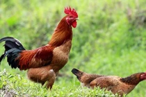 Món ăn ngon, bài thuốc bổ từ các loại gà