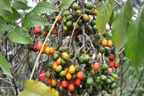 Bài thuốc chữa mụn nhọt, đau nhức từ cây dâu da xoan