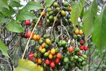 Bài thuốc chữa mụn nhọt, đau nhức từ cây dâu da xoan