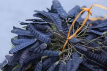 Bài thuốc chữa bệnh hiệu nghiệm từ quả bồ kết 