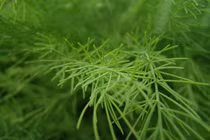 Không ngờ cây liễu lại chữa được nhiều bệnh như thế này