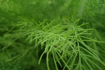 Không ngờ cây liễu lại chữa được nhiều bệnh như thế này