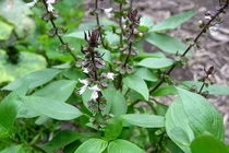 “Bật mí” 4 cách xào húng quế với hải sản cực kỳ lạ miệng