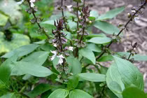 “Bật mí” 4 cách xào húng quế với hải sản cực kỳ lạ miệng