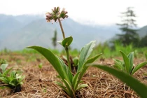 Đau dạ dày, trào ngược dạ dày khỏi tức thì nhờ loại cây này