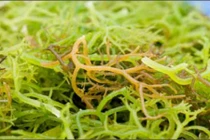 Bài thuốc trị dứt điểm bướu cổ, táo bón từ rau câu biển