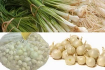 Những cách trị ho bằng hành tăm hiệu quả tại nhà