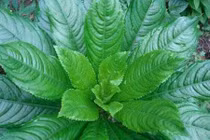 Cách trị mất tiếng bằng lá xương sông tốt hơn thuốc