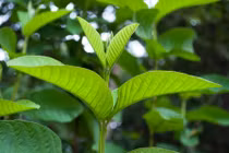 3 loại nõn lá chữa bệnh “thần kì” ít người biết