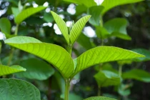 3 loại nõn lá chữa bệnh “thần kì” ít người biết