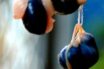 Bài thuốc từ các loại mật động vật chữa bệnh cực tốt