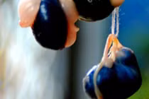 Bài thuốc từ các loại mật động vật chữa bệnh cực tốt