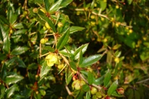 Đau răng, kiết lỵ hết ngay với bài thuốc từ cây hoàng mộc