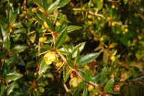 Đau răng, kiết lỵ hết ngay với bài thuốc từ cây hoàng mộc