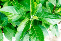 Lá cây mật gấu chữa được những bệnh gì?