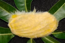 Bài thuốc từ hạt xoài tốt cho bệnh nhân tiểu đường