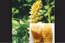 Thiên ma - “dược liệu trời ban” trị các bệnh phụ nữ