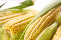 Phương thuốc chữa xuất huyết, viêm thận... của bắp ngô 