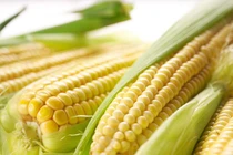 Phương thuốc chữa xuất huyết, viêm thận... của bắp ngô 