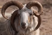 Bài thuốc quý chữa bệnh tốt từ các loại sừng động vật 