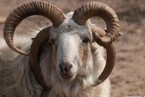 Bài thuốc quý chữa bệnh tốt từ các loại sừng động vật 