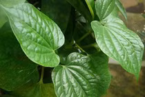 Mẹo tẩy lông bằng lá trầu không không tốn một xu