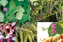 Bài thuốc hay từ cây sắn dây chữa bệnh cực hiệu nghiệm