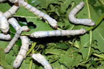 Phân tằm phơi khô - bài thuốc vô cùng quý giá ít người biết.