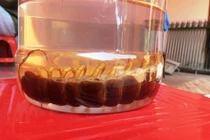 Các bài thuốc chữa bệnh thần kỳ từ côn trùng ghê rợn