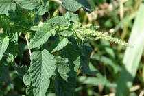 Khám phá “kho” thuốc quý từ các loại rau cỏ dại vườn nhà