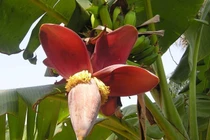 Bài thuốc từ hoa chuối chữa đau dạ dày tốt hơn thuốc