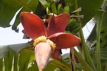 Bài thuốc từ hoa chuối chữa đau dạ dày tốt hơn thuốc