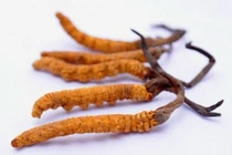 3 cách nấu đông trùng hạ thảo giữ nguyên chất dinh dưỡng chữa bệnh