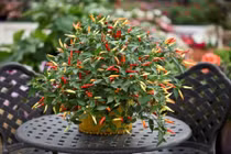 Những loại cây gia vị nên trồng trong gian bếp, cần là có ngay