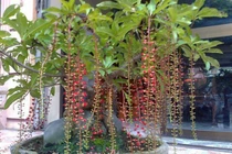 Top cây “3 trong 1” vừa làm cảnh, vừa làm thuốc vừa làm thực phẩm