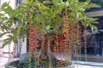 Top cây “3 trong 1” vừa làm cảnh, vừa làm thuốc vừa làm thực phẩm