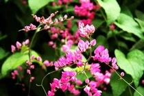 Hoa ti gôn cũng có thể trị bệnh tiểu đường hiệu quả