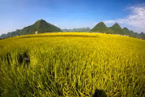 Những cánh đồng óng ả mùa lúa chín hút hồn du khách