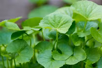 Công thức trị sẹo lồi, sẹo lõm tuyệt vời từ rau má 