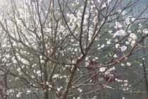 Khách bất ngờ gặp “đào tuyết” giá chục triệu ở chợ hoa xuân Thủ đô