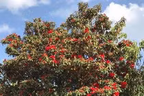 Cận cảnh đỗ quyên ngai vàng trăm tuổi hiếm có khó tìm ở Việt Nam