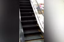 Chuột khổng lồ tấn công khách đi thang máy trong siêu thị