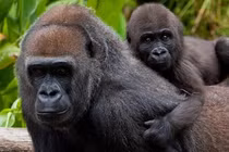 Thông tin về loài động vật có bộ gen giống người đến hơn 98%